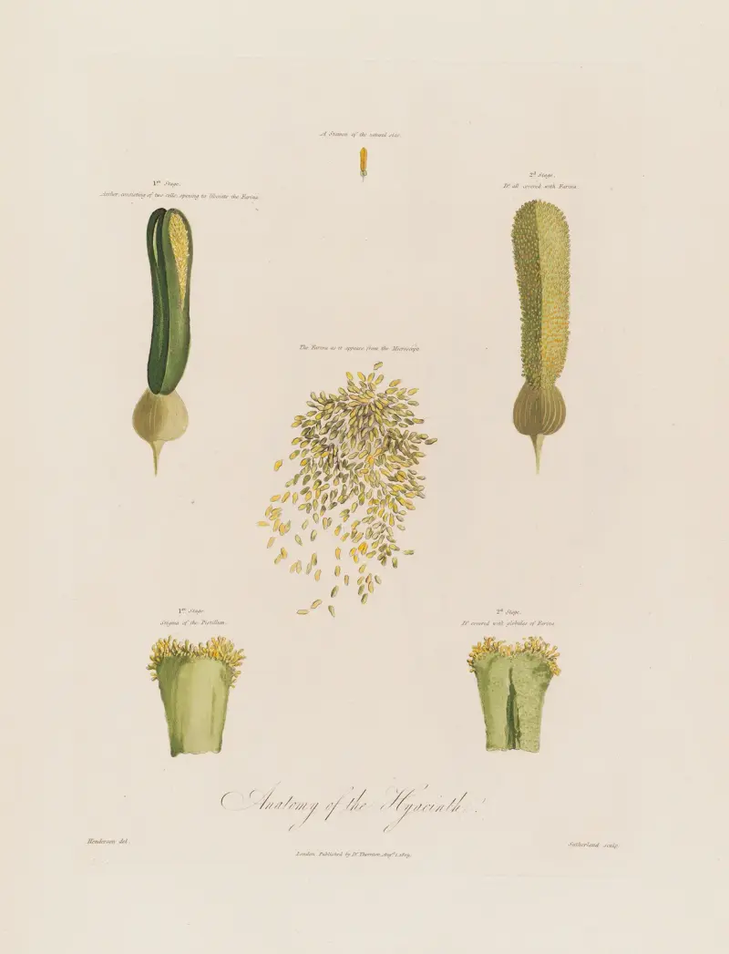 Hyacintens anatomi av Robert John Thornton