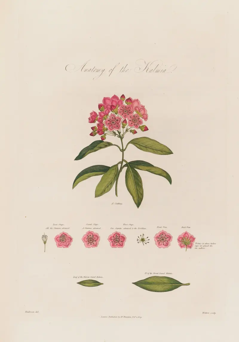 Kalmians anatomi av Robert John Thornton