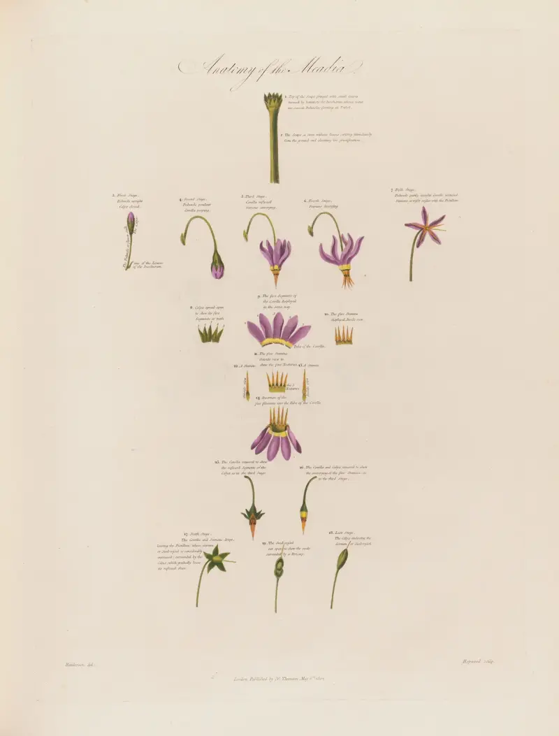 Anatomy of the Meadia av Robert John Thornton