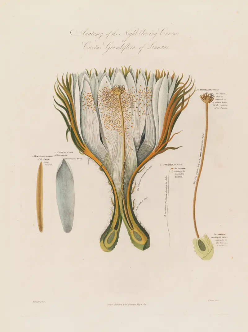Anatomy of the Night-blowing Cereus;  or Cactus Grandiflora of Linnaeus av Robert John Thornton