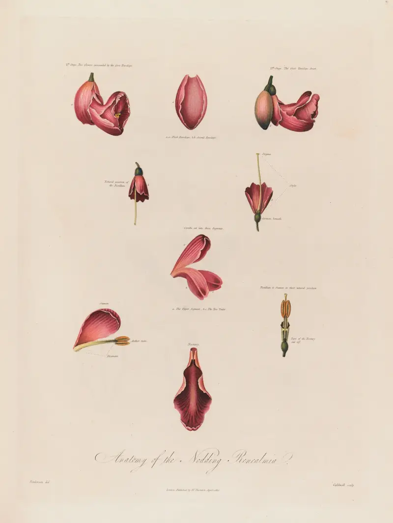 Anatomy of the Nodding Renealmia av Robert John Thornton