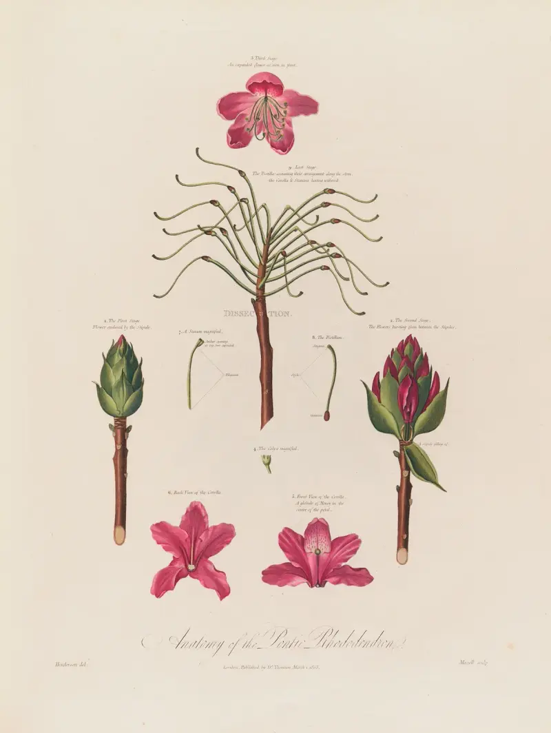 Anatomy of the Pontic Rhododendron av Robert John Thornton