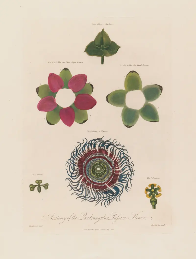 Passionsblommans anatomi av Robert John Thornton