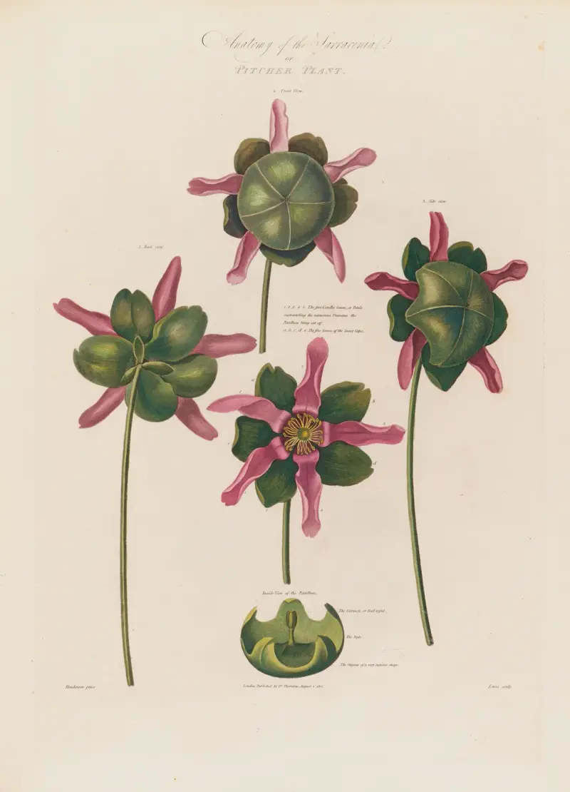 Anatomy of the Sarracenia or Pitcher Plant av Robert John Thornton