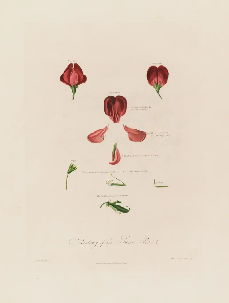 Ärtblommans anatomi av Robert John Thornton