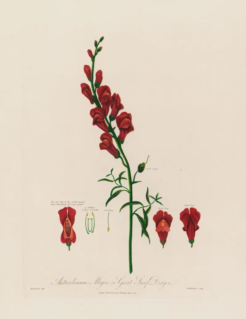 Antirrhinum Major; eller Stor lejongap av Robert John Thornton