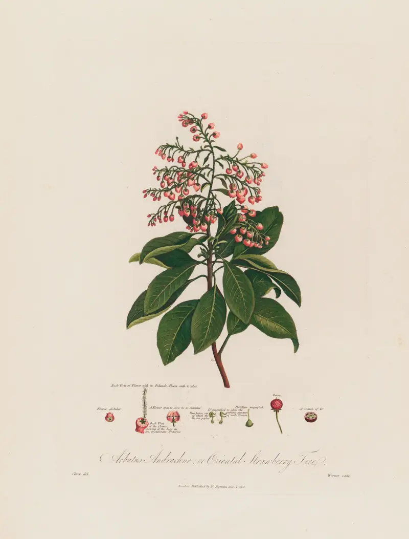 Arbutus Andrachne; oder Orientalischer Erdbeerbaum von Robert John Thornton