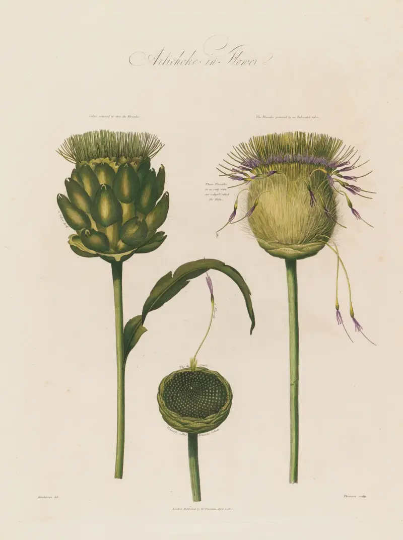 Blühende Artischocke von Robert John Thornton