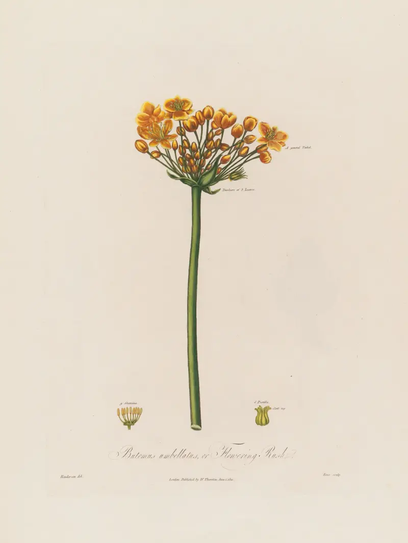 Butomus umbellatus (Blomvass) av Robert John Thornton