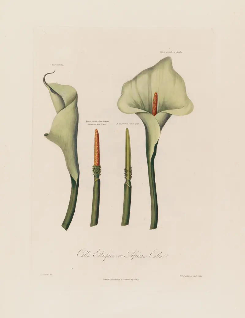 Calla Ethiopica oder Afrikanische Calla von Robert John Thornton