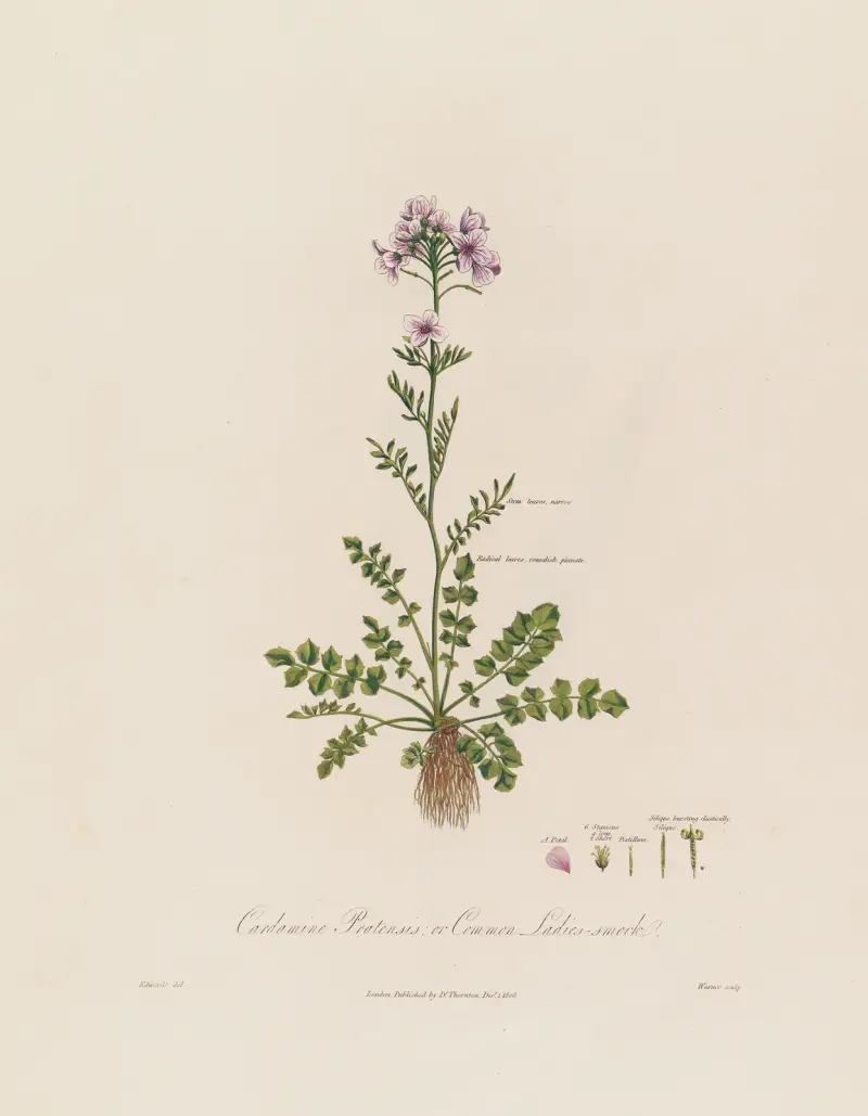 Cardamine pratensis (Ängsbräsma) av Robert John Thornton