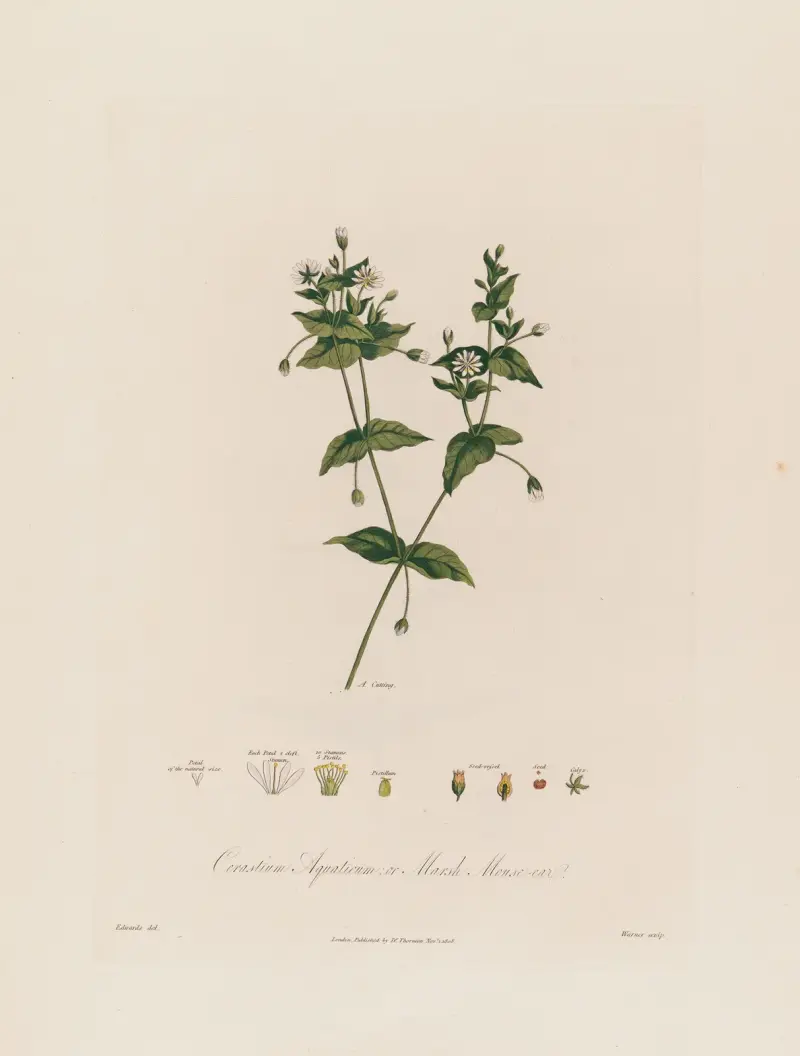 Cerastium Aquaticum (Sumpf-Hornkraut) von Robert John Thornton