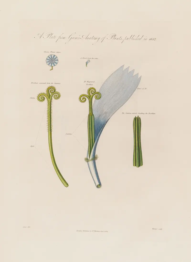 Cikoria (Chicory flower) av Robert John Thornton