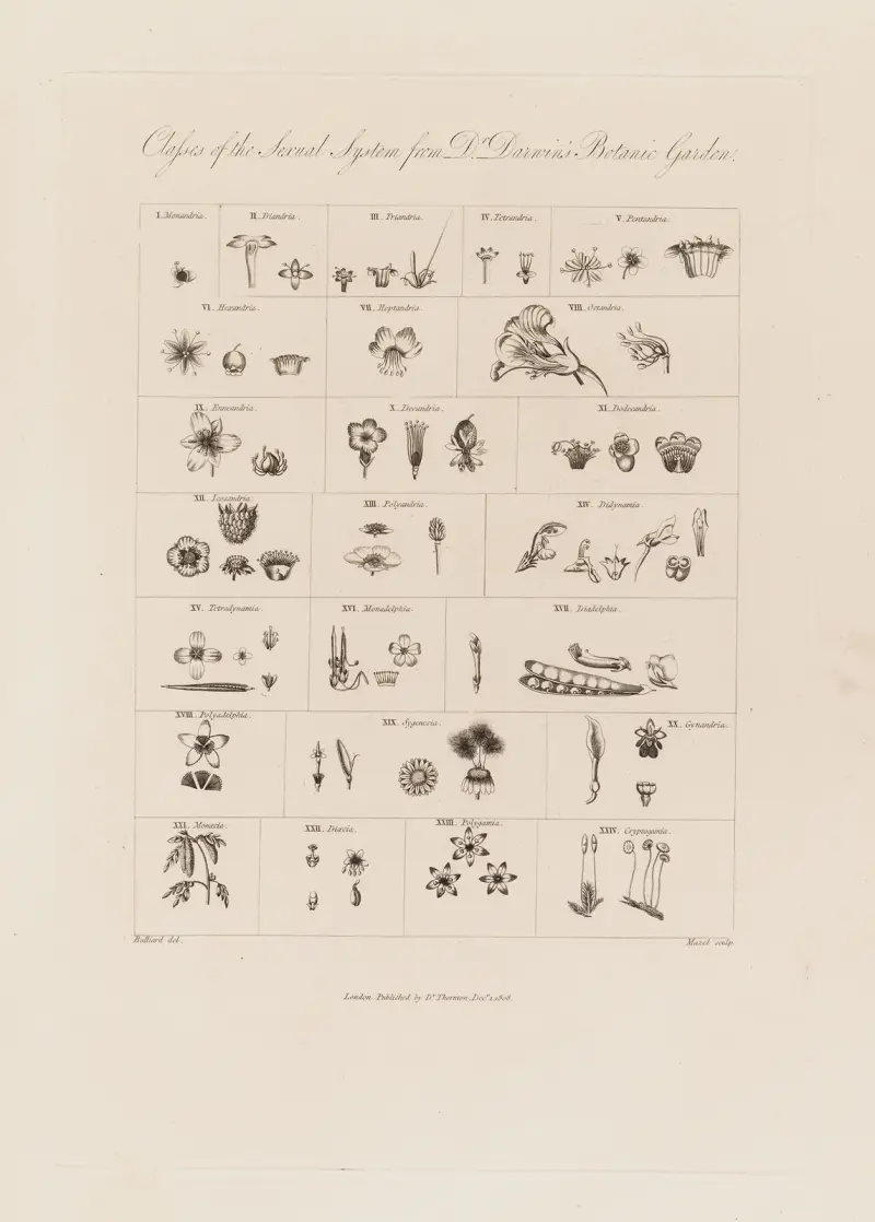 Klasser i det sexuella systemet från Dr. Darwins Botaniska trädgård av Robert John Thornton