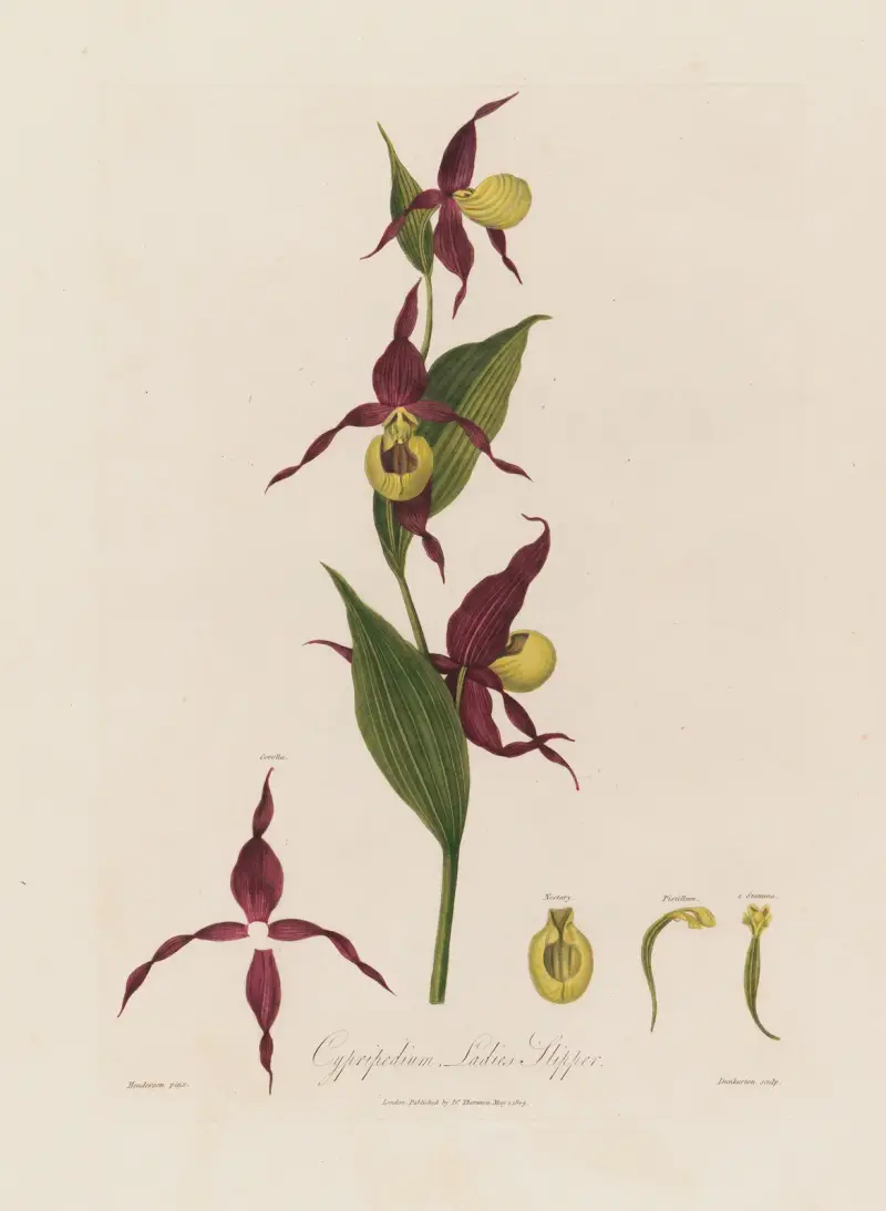 Cypripedium, Frauenschuh von Robert John Thornton