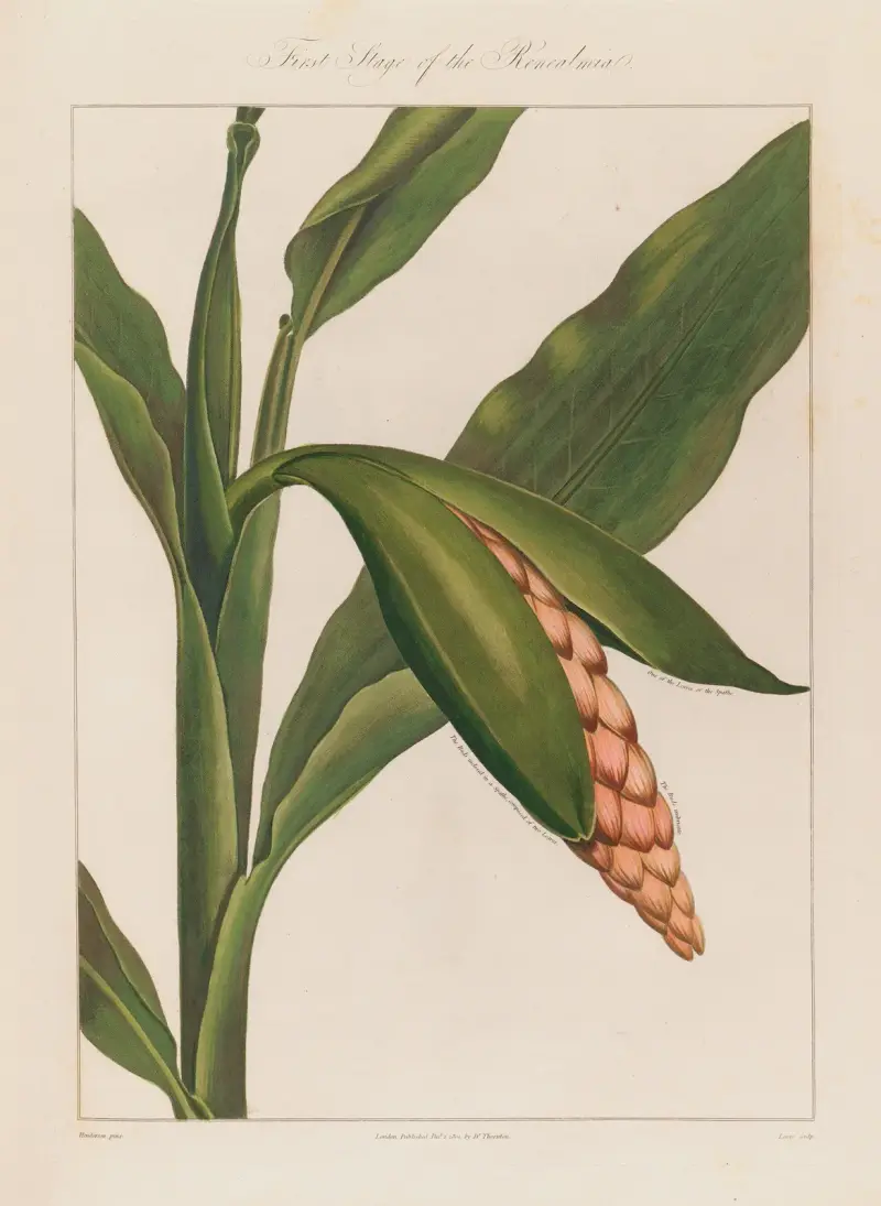 First Stage of the Renealmia av Robert John Thornton