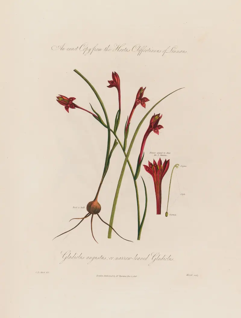 Gladiolus angustus (smalbladig gladiolus) av Robert John Thornton