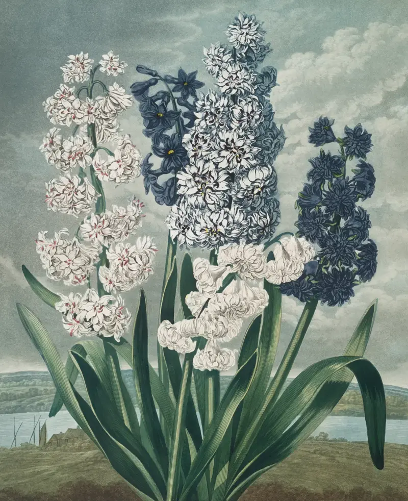 Hyacinty, 1807, Robert John Thornton