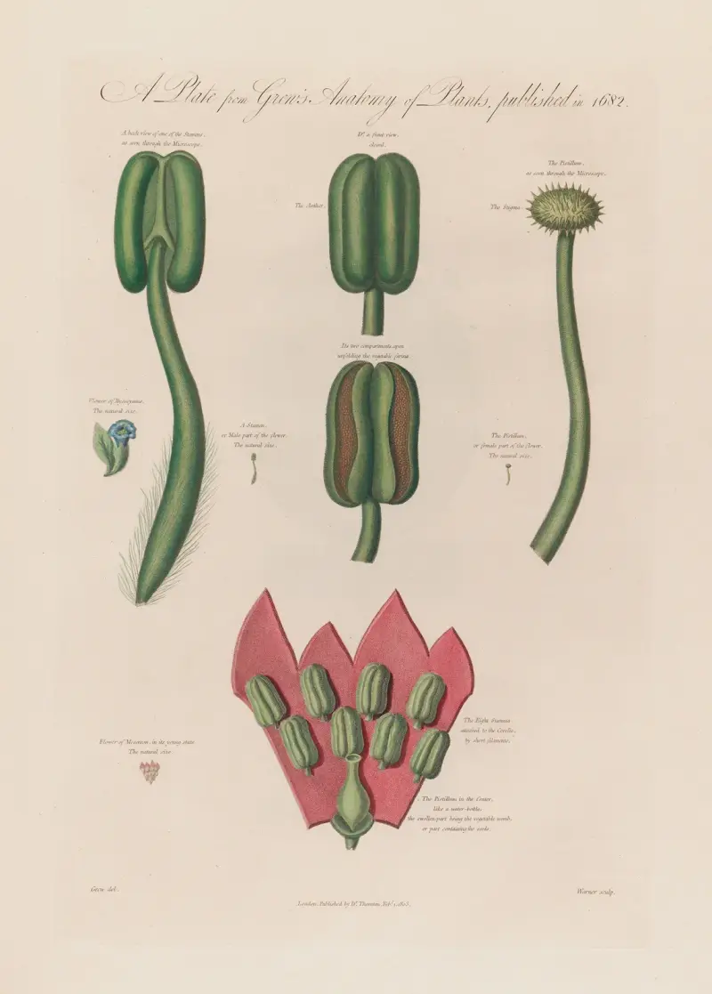 Hyoscyanus and Mesereon av Robert John Thornton