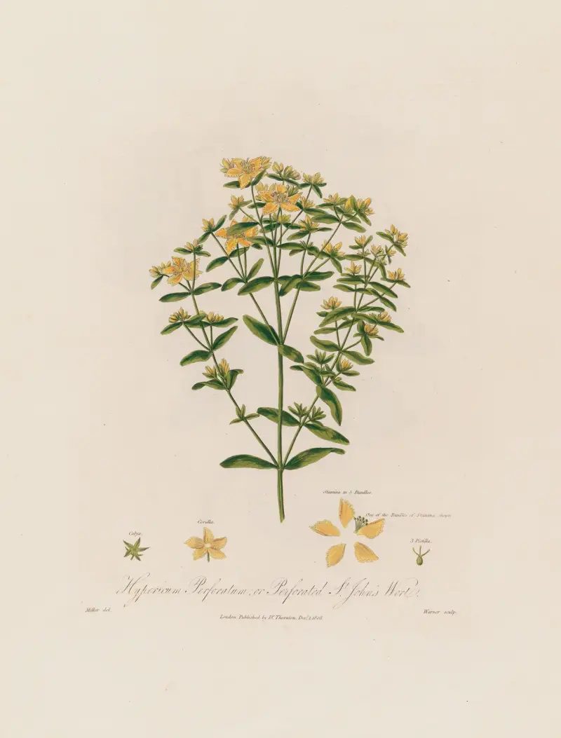 Hypericum Perforatum; oder Durchlöchertes Johanniskraut von Robert John Thornton