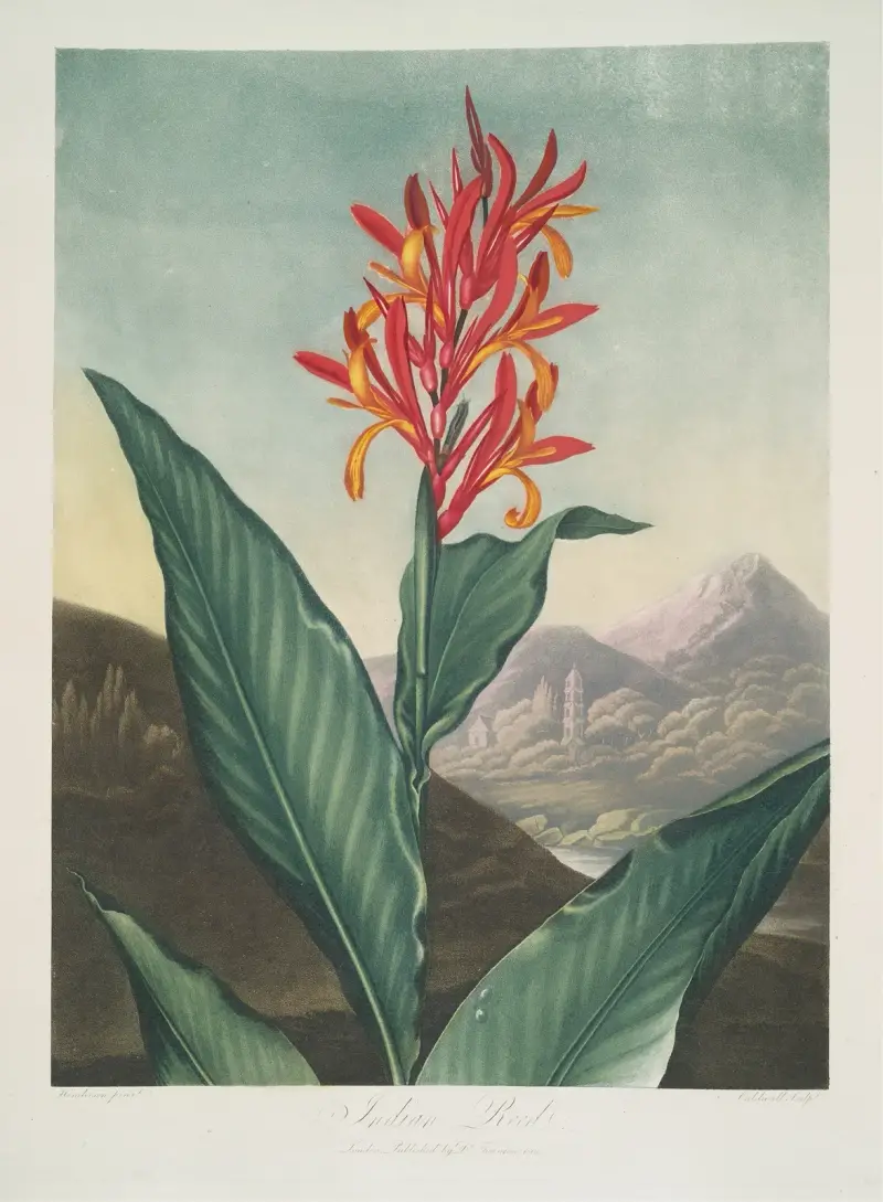 Indian Reed av Robert John Thornton