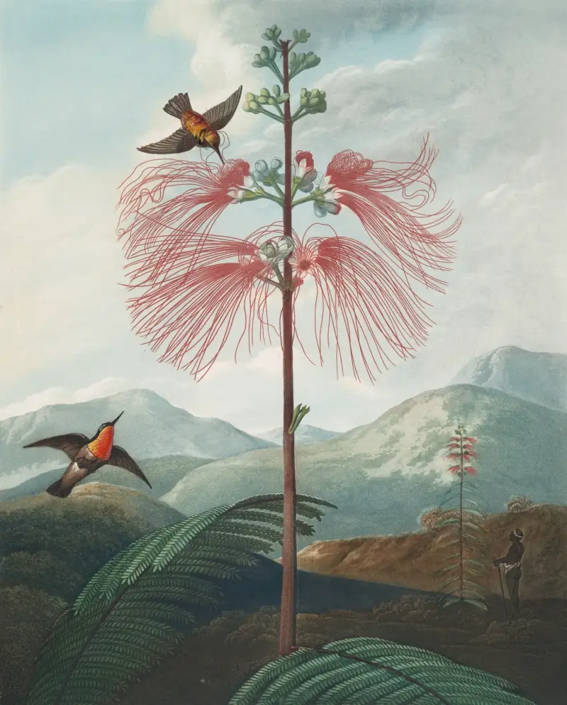 Großblütige Mimose, 1807 von Robert John Thornton