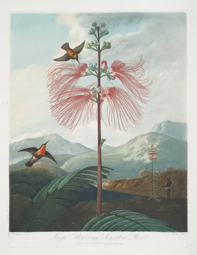 Large Flowering Sensitive Plant. av Robert John Thornton