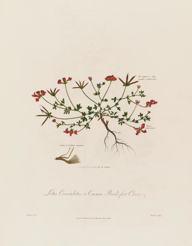 Lotus corniculatus; eller vanlig käringtand av Robert John Thornton