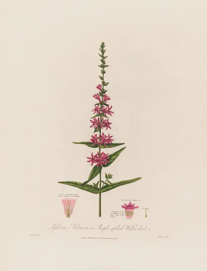 Fackelblomster av Robert John Thornton