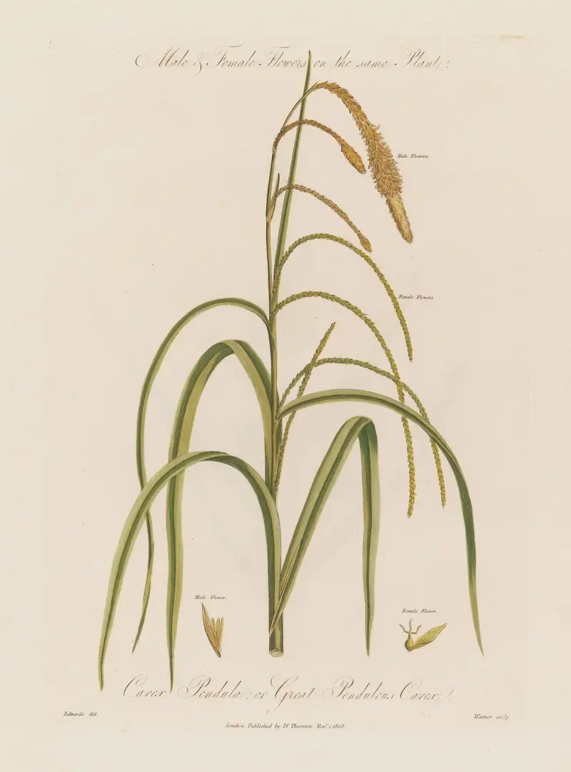 Han- och honblommor på samma växt. Carex pendula; stor hängande starr av Robert John Thornton