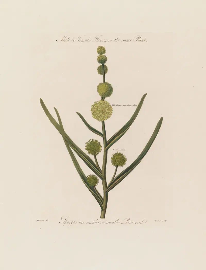 Han- och honblommor på samma planta. Sparganium simplex (mindre igelknopp) av Robert John Thornton
