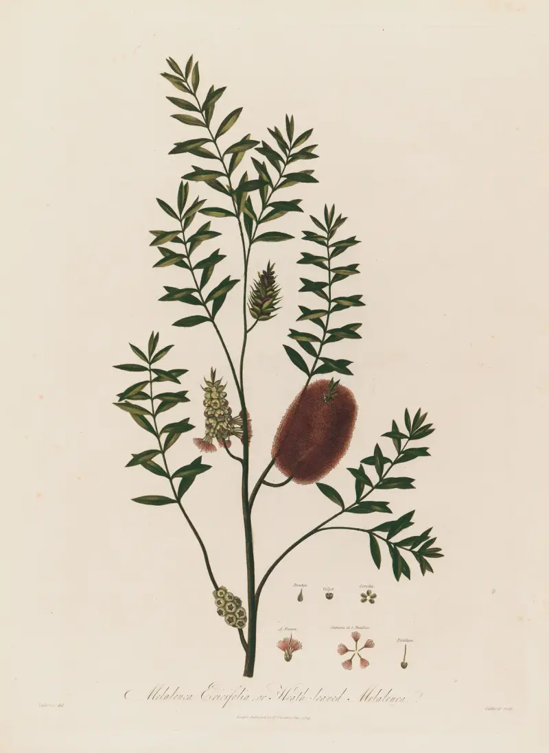 Melaleuca Ericifolia, or Heath-leaved Melaleuca av Robert John Thornton