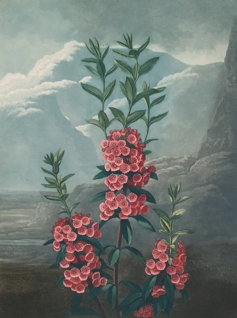 Kalmia wąskolistna, 1807, Robert John Thornton