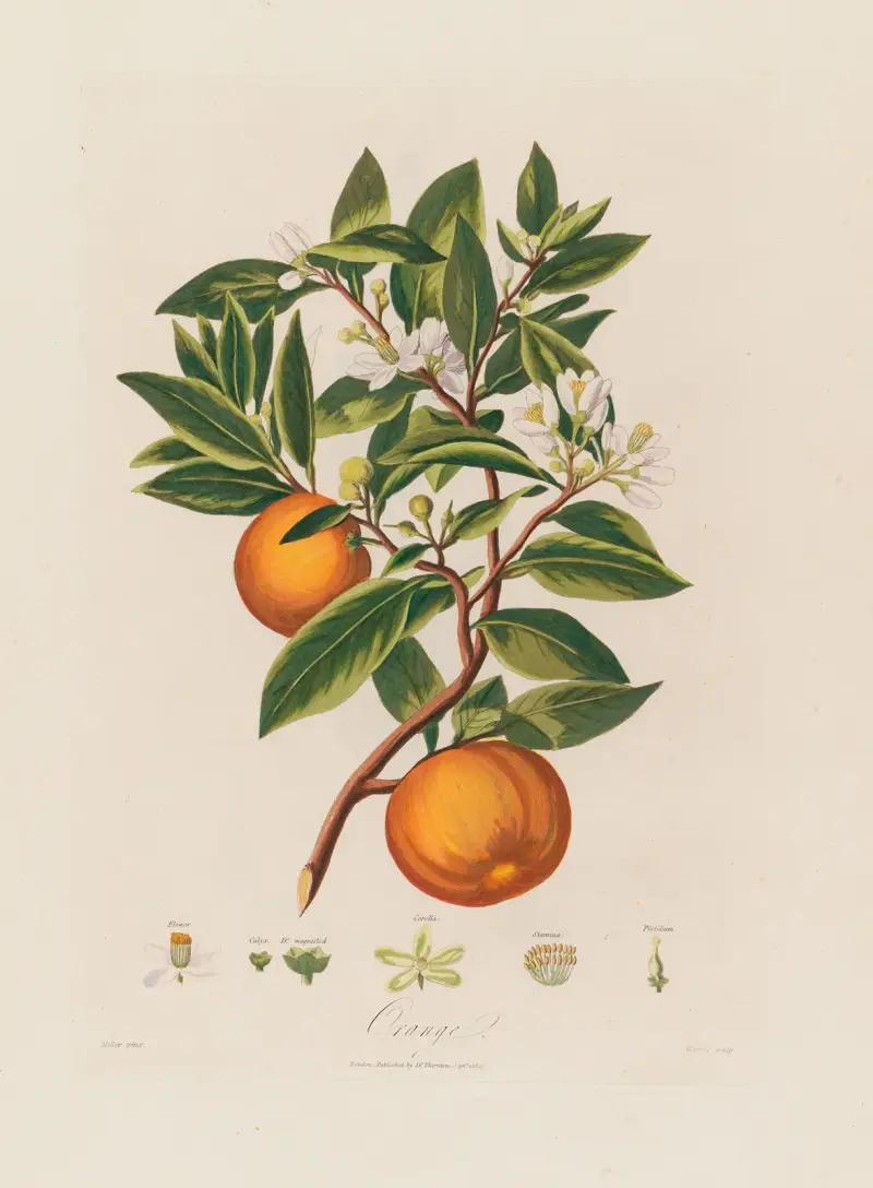 Pomeranč, Robert John Thornton
