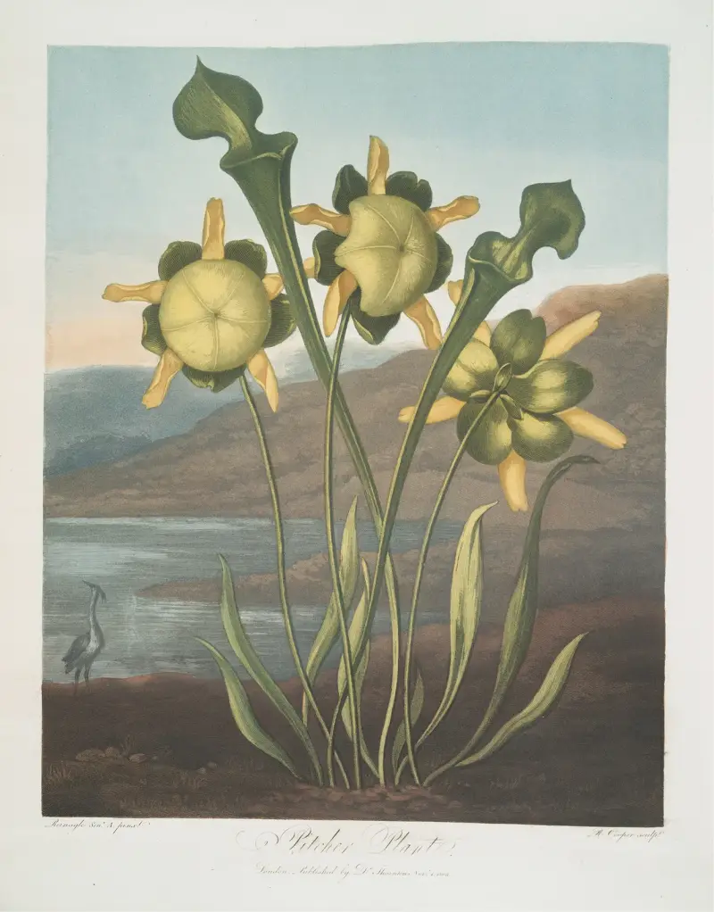 Kannenpflanze, 1799 von Robert John Thornton