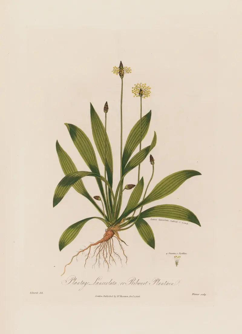 Kämpargroblad (Plantago lanceolata) av Robert John Thornton