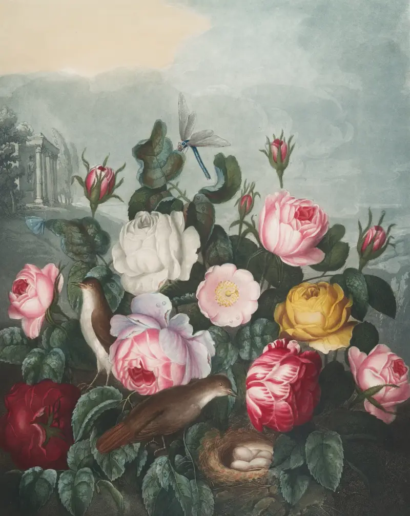 Rosor av Robert John Thornton