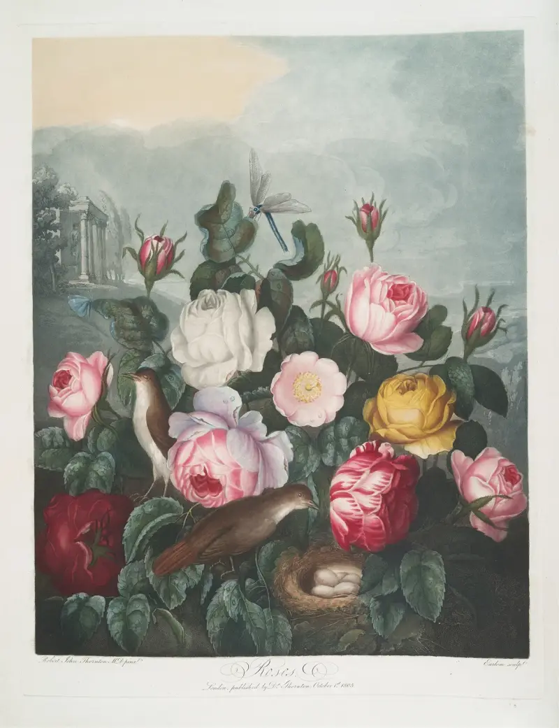 Róże, 1799, Robert John Thornton