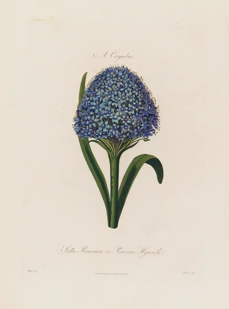 Scilla Peruviana; oder Peruansche Hyazinthe von Robert John Thornton