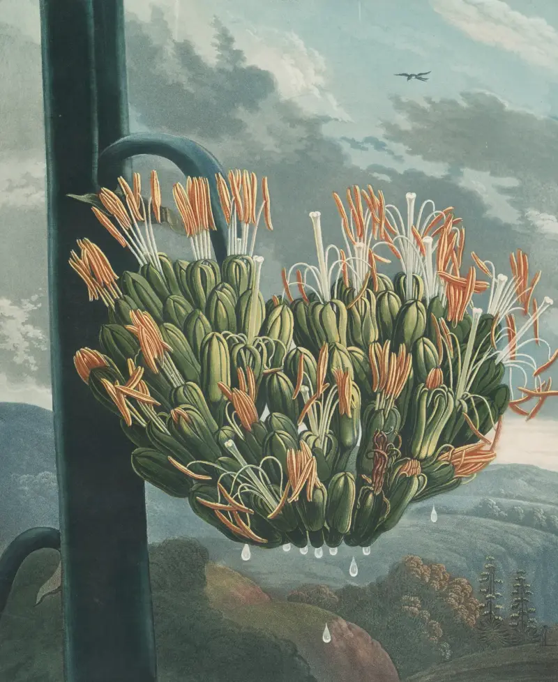 Die Aloe, 1807 von Robert John Thornton