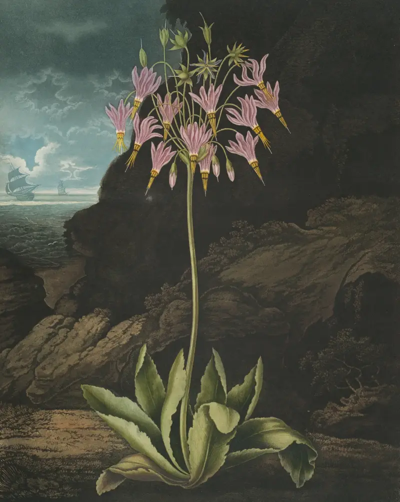 Die amerikanische Schlüsselblume, 1807 von Robert John Thornton