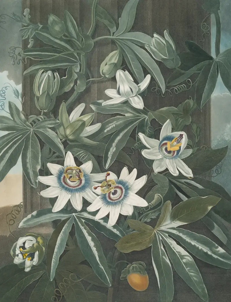Die blaue Passionsblume, 1807 von Robert John Thornton