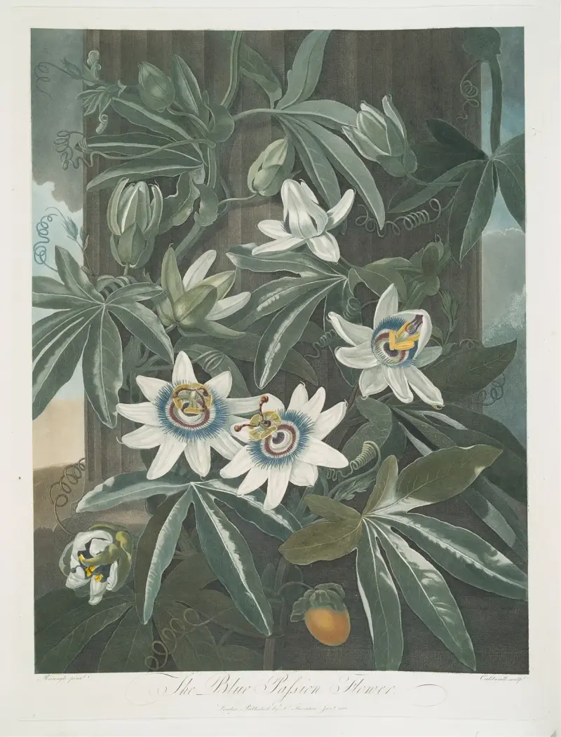 Modrá mučenka, 1799, Robert John Thornton