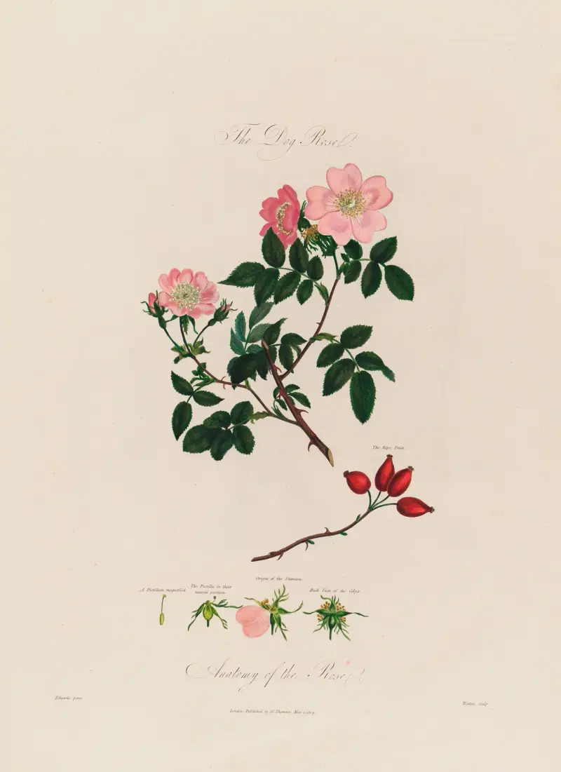 The Dog Rose. Anatomy of the Rose av Robert John Thornton