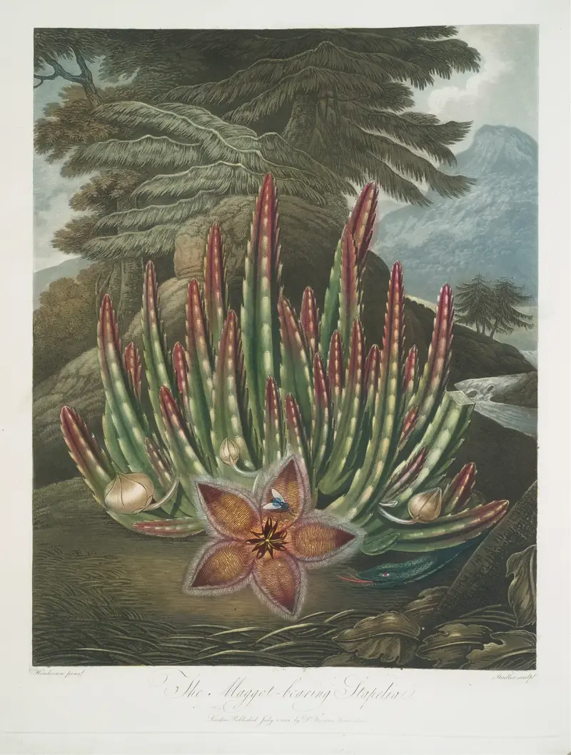 The Maggot Bearing Stapelia av Robert John Thornton