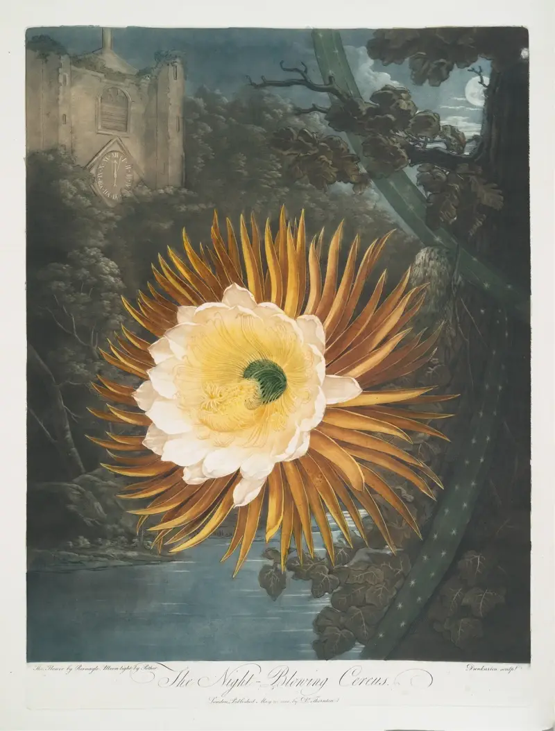 Nattblommande kaktus av Robert John Thornton