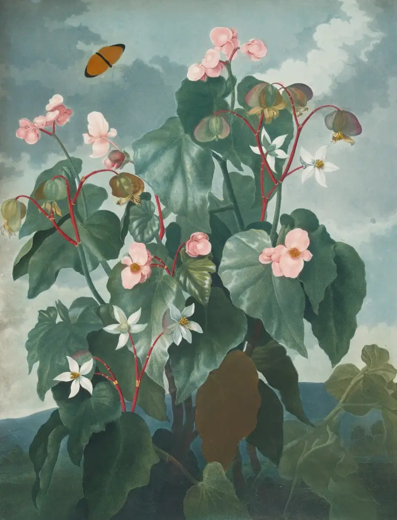 Die schiefblättrige Begonie, 1807 von Robert John Thornton