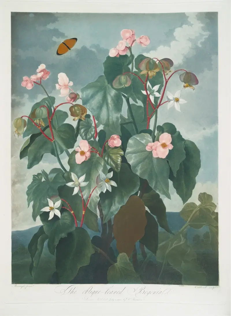 Die schiefblättrige Begonie, 1799 von Robert John Thornton