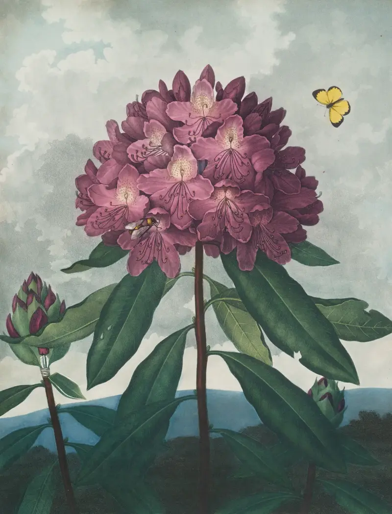 Die pontische Rhododendron von Robert John Thornton