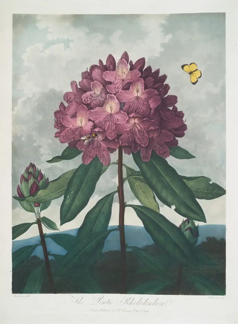 Den pontiska rododendron av Robert John Thornton